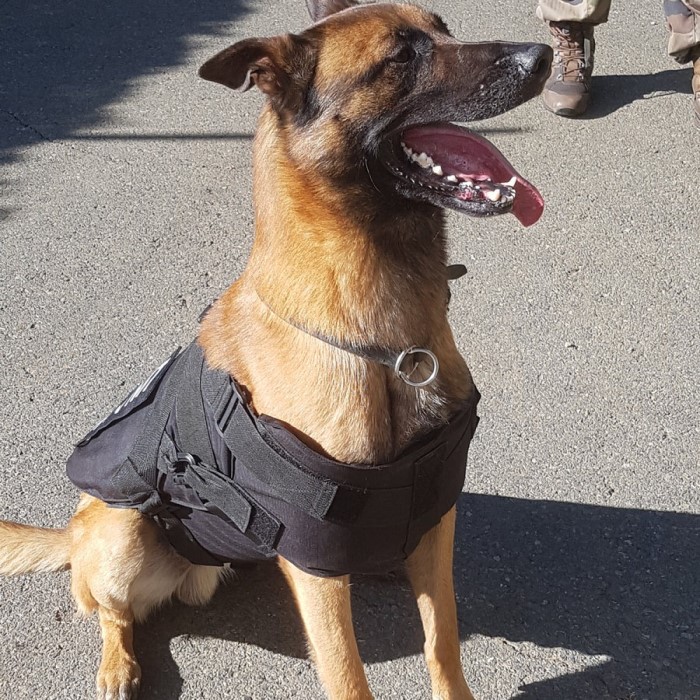 bulletproof dog vest