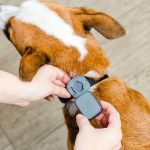 whistle gps pet tracker