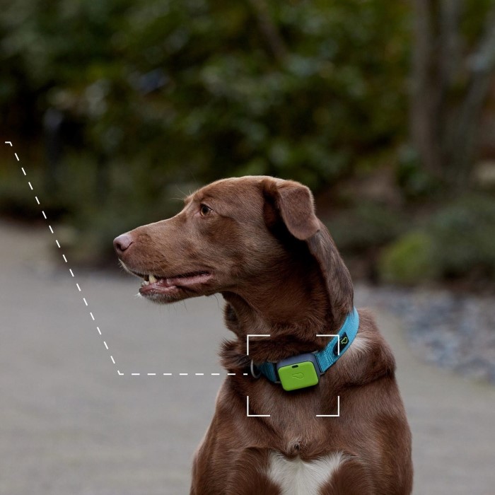 whistle gps pet tracker