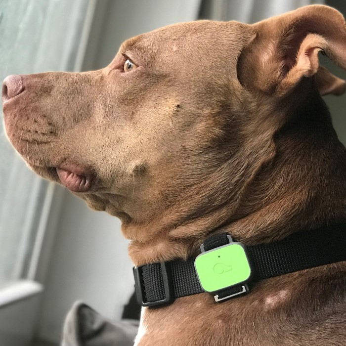whistle gps pet tracker