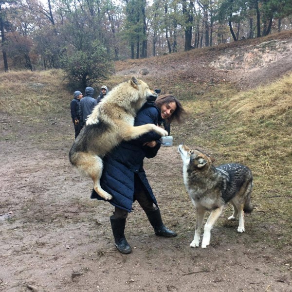 wolf attack