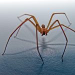 how many spiders can kill you