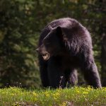how dangerous are black bears