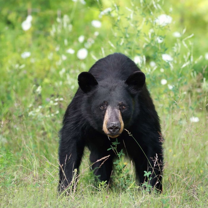 how dangerous are black bears