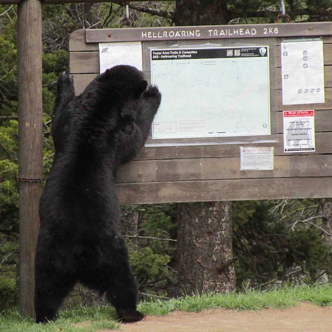 how dangerous are black bears