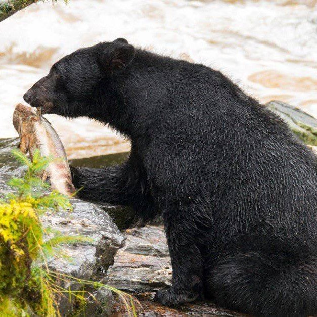 how dangerous are black bears