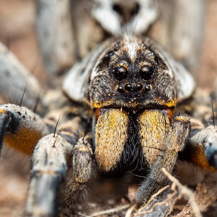 how many spiders can kill you