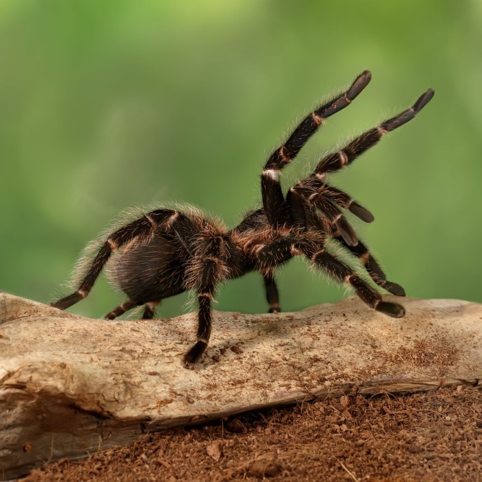 how many spiders can kill you