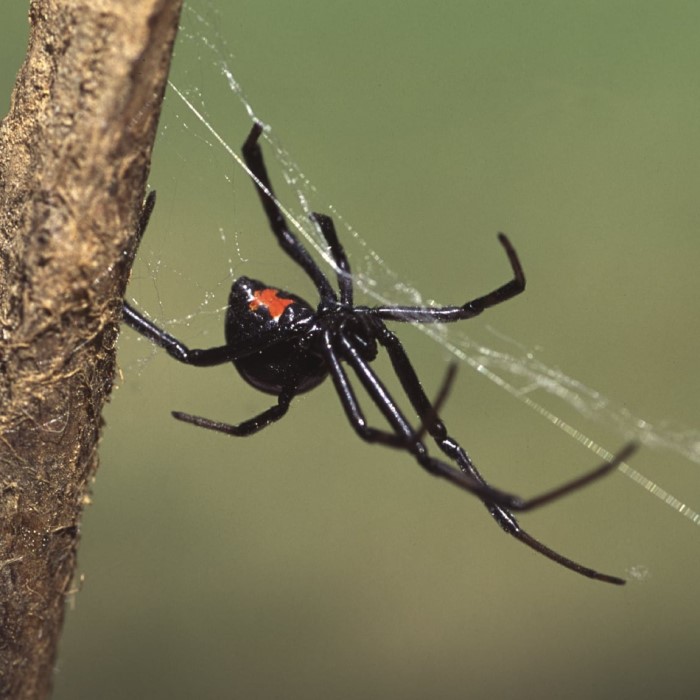 how many spiders can kill you