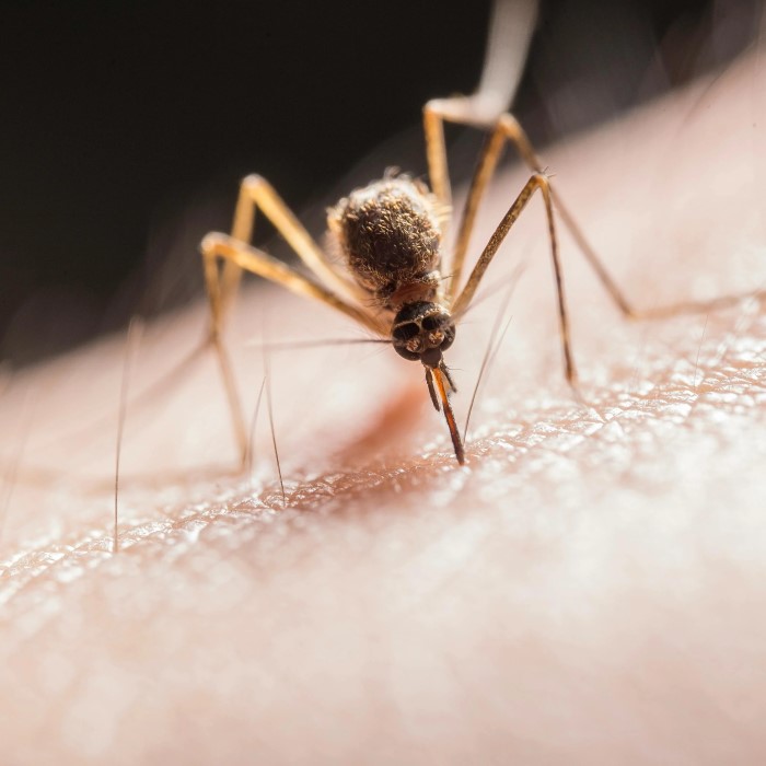 how many mosquito bites is dangerous