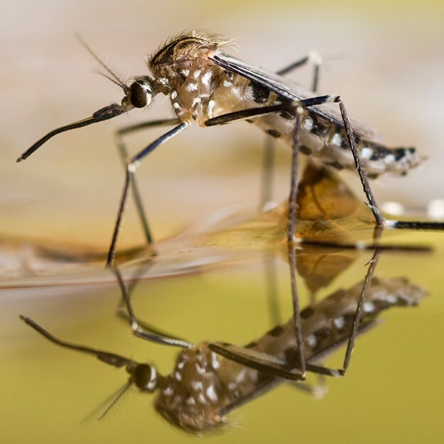 how many mosquito bites is dangerous