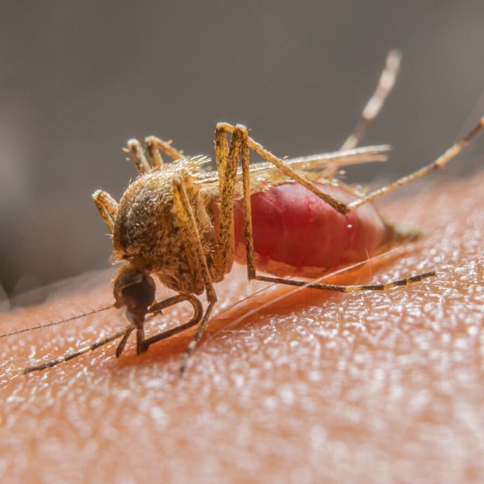 how many mosquito bites is dangerous