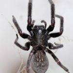 common house spiders australia