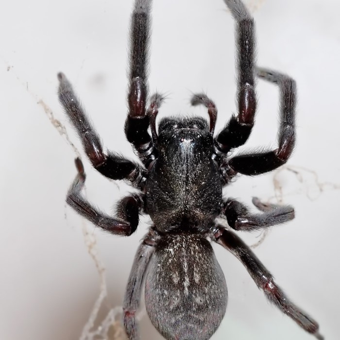 common house spiders australia