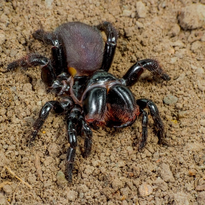 common house spiders australia