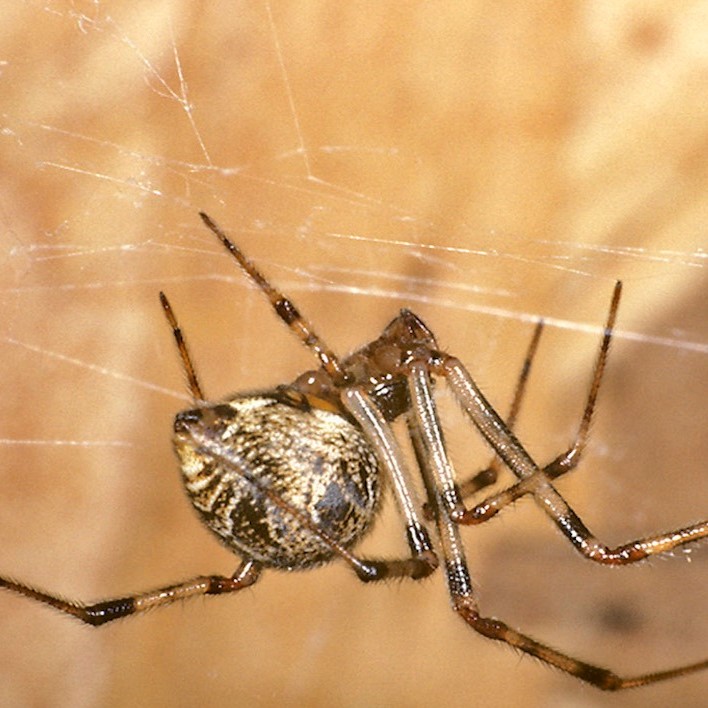 common house spiders australia