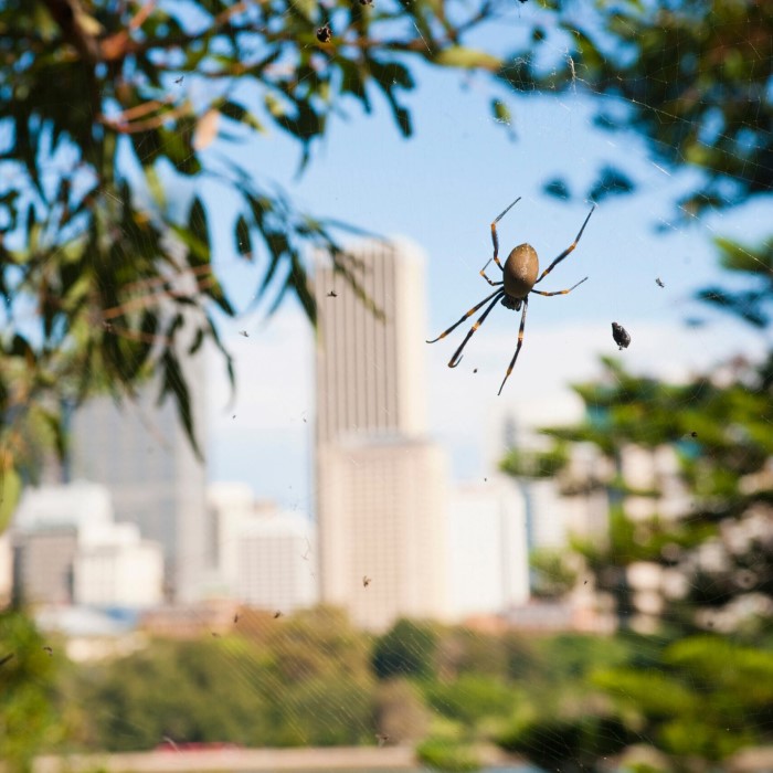 common house spiders australia