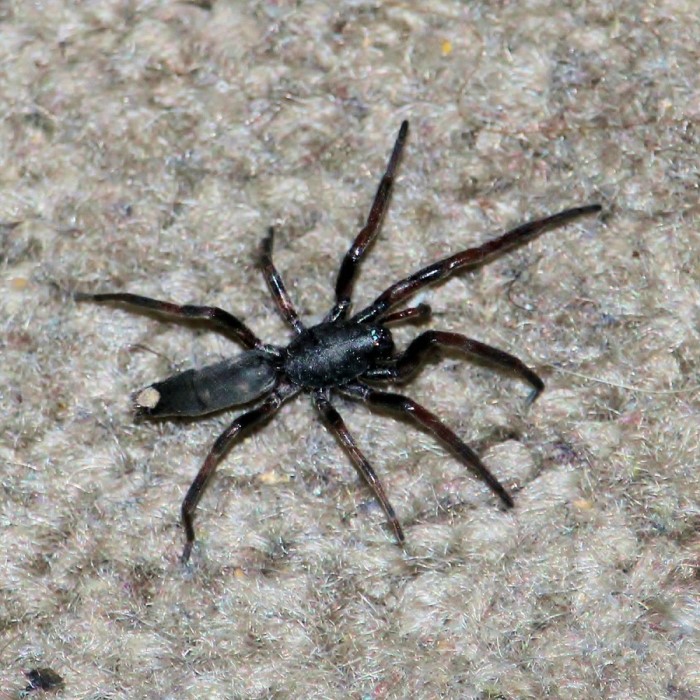 common house spiders australia